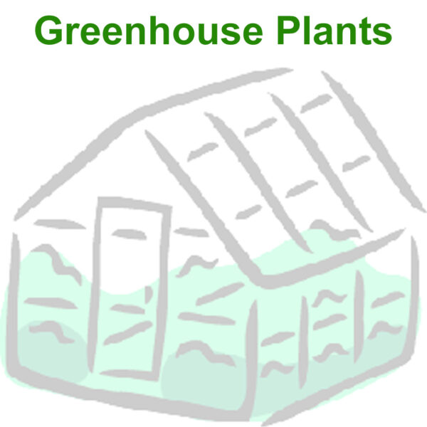 Greenhouse Plants